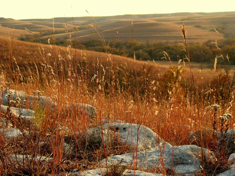 Grasses become sere and brown in the baking summer sun.